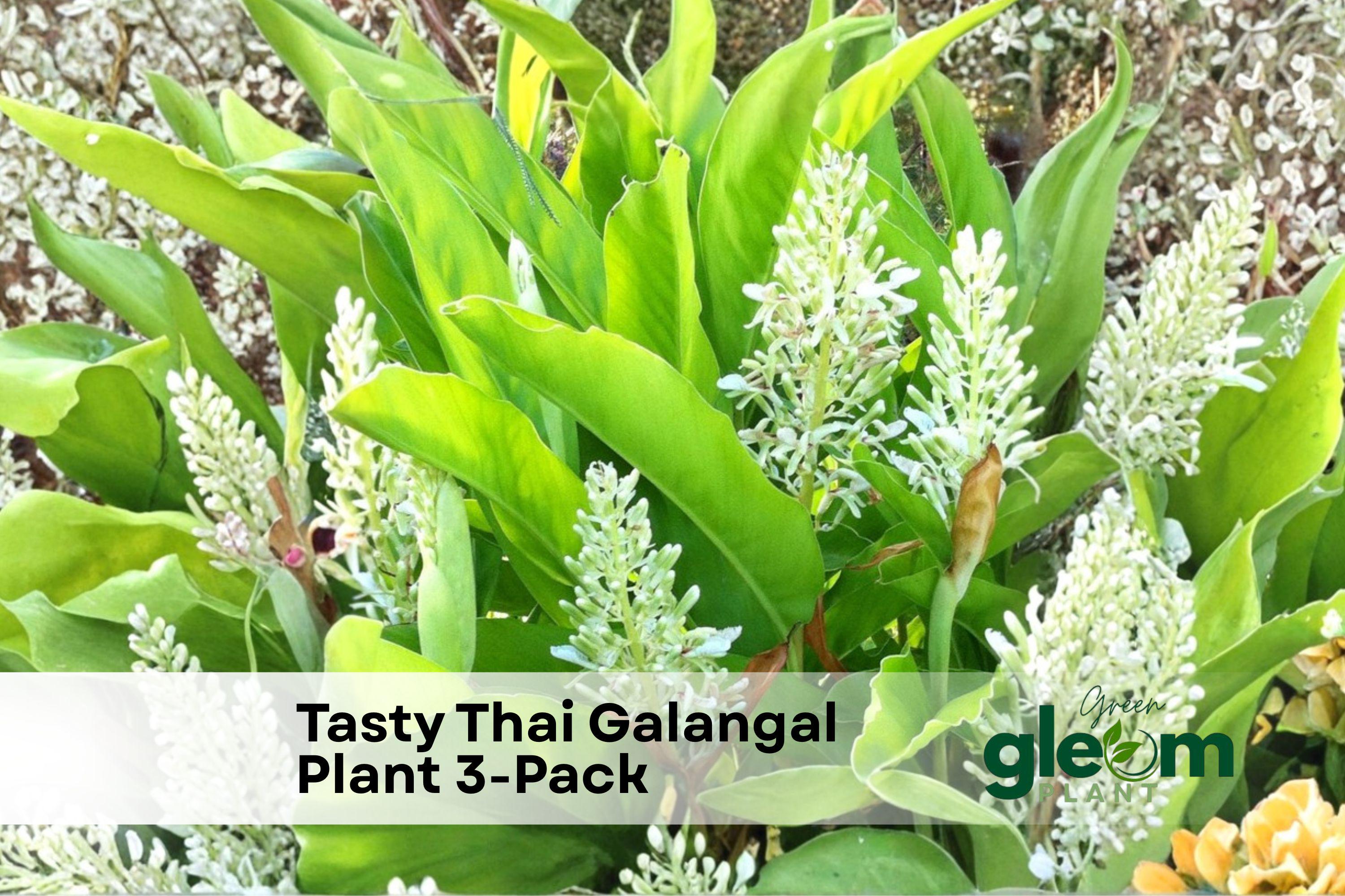 Tasty Thai Galangal Plant 3-pack | Live Ginger Rhizomes With Roots 68 |  Alpinia Galanga - Etsy