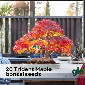 May include: A vibrant Trident Maple bonsai tree with fiery red and orange leaves sits in a light green ceramic pot. The image includes the text "20 Trident Maple bonsai seeds" and the Gleam Plant logo.