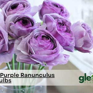 May include: A bouquet of five purple ranunculus bulbs in a clear vase. The flowers have multiple layers of petals, with a deep purple center that fades to a lighter lavender hue on the outer petals. The text "5 Purple Ranunculus bulbs" is at the bottom.