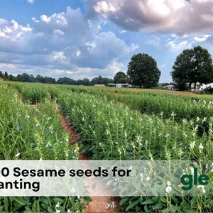 May include: A field of sesame plants with white flowers under a cloudy sky. The image includes the text "200 Sesame seeds for planting" and the gleem logo. The rows of plants lead to a distant treeline.
