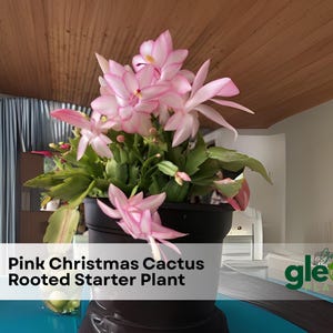 Light Pink Christmas Cactus Starter Plant - Dark Pink Edge Blooms