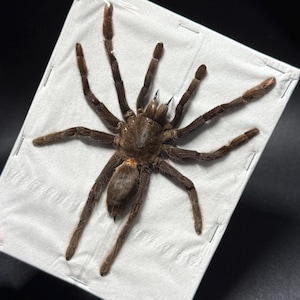 1 LARGE Spread Real Tarantula Spider for Taxidermy Entomology Genuine Java Yellow Knee (Selenocosmia dolichoplectra)