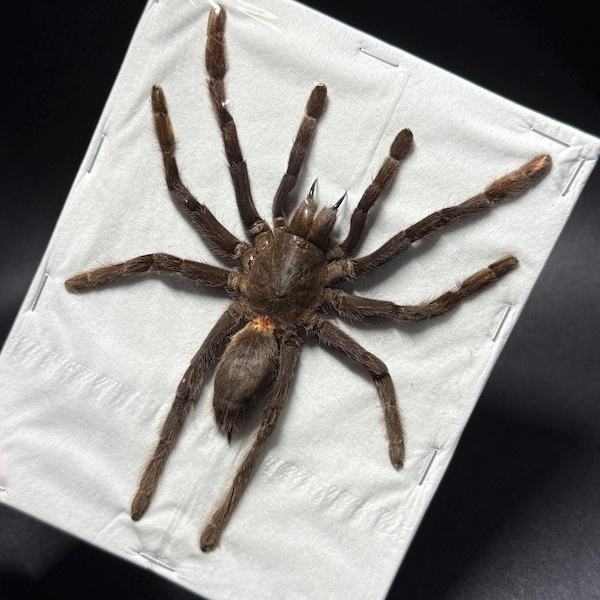 1 LARGE Spread Real Tarantula Spider for Taxidermy Entomology Genuine Java Yellow Knee (Selenocosmia dolichoplectra)