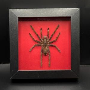 May include: A preserved brown tarantula specimen displayed inside a square black frame. The spider is positioned centrally against a vibrant red background, showcasing its eight long, hairy legs and segmented body in a fixed, flat pose.