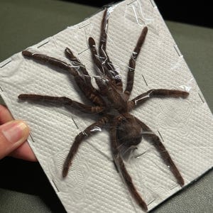 May include: A preserved brown tarantula, encased in clear plastic wrap, is pinned to a white paper square. The spider's legs are spread out, and the body is visible. The background is a dark green surface.