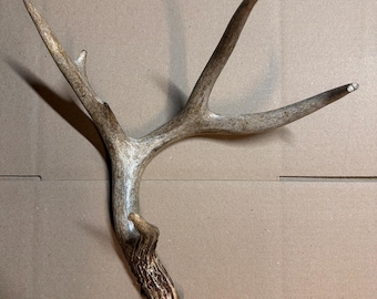 Astas extragrandes de grado artesanal del sur de Texas / Grado A