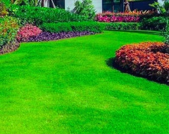 Smaragd Zoysia Gras Premium Rasen 10.000 Samen