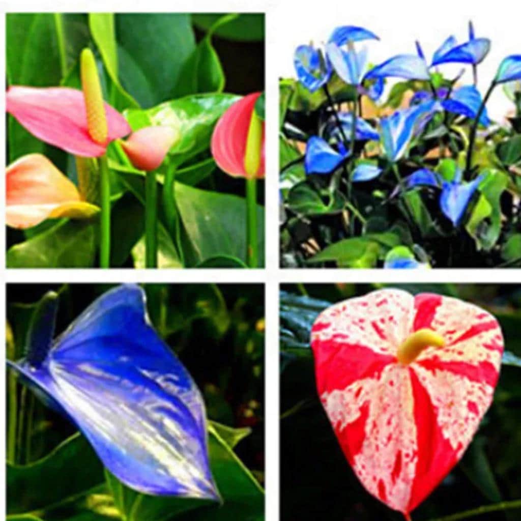 Rare anthurium - Etsy 日本