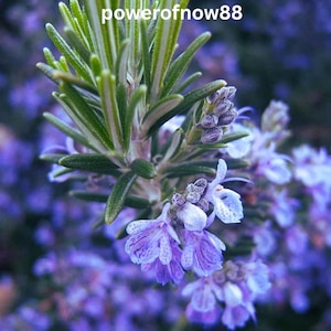 May include: Close-up of rosemary plant with green leaves and small purple flowers. The image has a soft focus, with the text "powerofnow88" in white at the top.