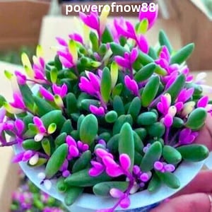 Puede incluir: Primer plano de una planta suculenta con follaje verde vibrante, rosa y amarillo. La planta está en una maceta pequeña de color azul claro. El texto "powerofnow88" es visible en la esquina superior izquierda.