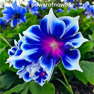 May include: Close-up of vibrant blue and white flowers with a deep purple center. The petals have a striped pattern, and the flowers are surrounded by green leaves. The text "powerofnow88" is visible at the top.