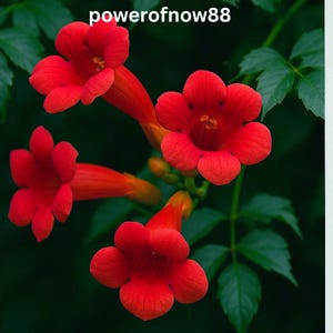 May include: Close-up of vibrant red trumpet vine flowers with green leaves in the background. The flowers are in full bloom, showcasing their bright color and intricate petal details. The image includes the text "powerofnow88".
