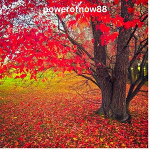 May include: An autumnal landscape with a tree displaying vivid red foliage. The ground is carpeted with fallen red leaves, transitioning to yellow and green hues in the background. The text "powerofnow88" is present at the top.
