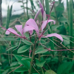 Puede incluir: Primer plano de una delicada flor rosa con pétalos largos y delgados y estambres. La flor está rodeada de hojas y tallos verdes, con un fondo borroso de más vegetación y un cielo nublado. El tema general es la naturaleza y la botánica.
