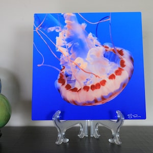 METAL PRINT: Purple-striped Jelly Fish; 10 x 10 metal photo on metal