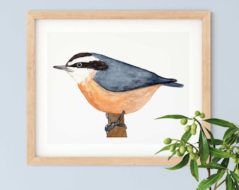 Red Breasted Nuthatch Art Print - Wildlife Animal Art - Watercolor Bird Art
