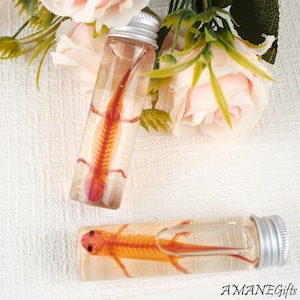 Op de afbeelding: Twee heldere glazen flesjes met zilveren doppen, elk met een geconserveerde oranje salamander. De salamanders zweven in een heldere vloeistof. De flesjes staan tegen een achtergrond van roze rozen en groen. De tekst "AMANEgifts" is zichtbaar.