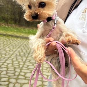 Op de afbeelding: Een kleine Yorkshire Terrier hond met bruin en bruin haar, met een roze halsband en riem. De hond heeft een pluizig kapsel met een roze strik. De hond wordt vastgehouden. De riem is lichtroze.