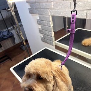 Puede incluir: Un perro marrón claro está asegurado con un lazo de aseo púrpura. El lazo está sujeto a un gancho negro y está conectado al pelaje del perro. El perro está sobre una mesa de aseo negra. El fondo incluye una pared de ladrillo y un espejo.