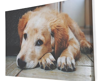 May include: A light brown and white puppy dog with brown eyes is lying on a wooden floor. The dog's paws are visible and the dog's head is resting on its paws.