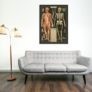 Stampa di alta qualità del diagramma francese dell'anatomia scheletrica/muscolare, su carta fotografica di alta qualità, carta opaca pesante o tela tesa e rivestita