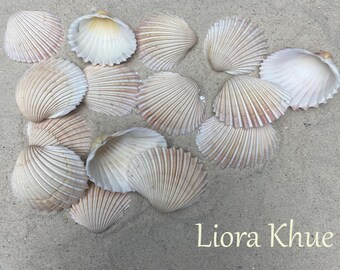 May include: A collection of beige and white seashells with ribbed textures, arranged on a sandy surface. The shells vary in size and shape, with some open to reveal their inner surfaces. The text "Liora Khue" is visible in the lower right corner.