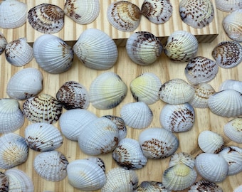 Coquillages : coquillages artisanaux, décoration de plage à faire soi-même, fournitures de décoration d'intérieur - 100 g (18-22 pcs)