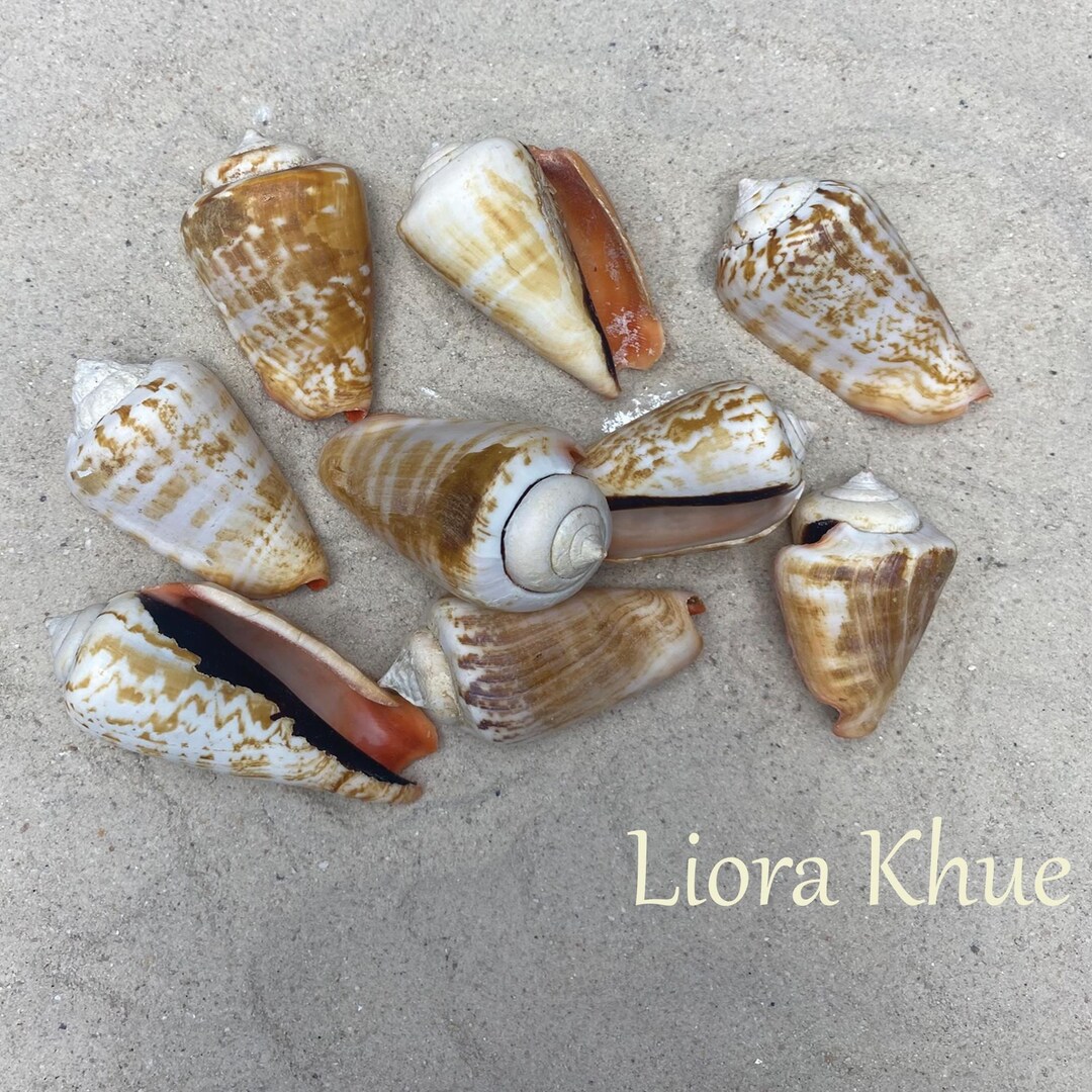 Cone Shells: Beach Decor, Aquarium, DIY Projects (3 Pieces) - Etsy