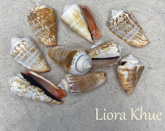 Cone Shells: Beach Decor, Aquarium, DIY Projects (3 Pieces)