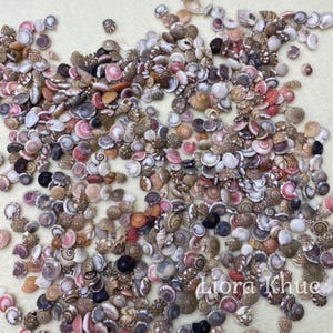 Könnte beinhalten: Nahaufnahme einer Sammlung winziger Muscheln in verschiedenen Farben, darunter Rosa, Braun und Weiß. Die Muscheln haben unterschiedliche Formen und Größen und sind auf einer hellen Oberfläche verstreut. Der Text "Liora Khue" ist sichtbar.