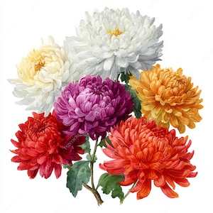 38 höstkrysantemum akvarell clipart JPG