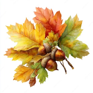 Puede incluir: Ilustración en acuarela de hojas de otoño y bellotas. Las hojas son de tonos amarillos, naranjas y verdes, con vetas detalladas. Tres bellotas con capuchones marrones y tallos se encuentran entre las hojas, creando un diseño otoñal.