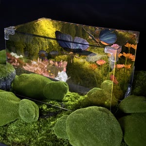 Puede incluir: Un terrario rectangular transparente con una escena de jardín en miniatura. Contiene una mariposa, flores y musgo. El terrario está rodeado de rocas cubiertas de musgo verde y una base, creando una exhibición naturalista.