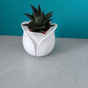 Peut inclure: Un pot de fleur blanc en forme de tulipe contenant une plante succulente vert foncé. Le pot a un design lisse et incurvé. L'arrière-plan est de couleur turquoise. Les feuilles de la plante ont un aspect texturé.