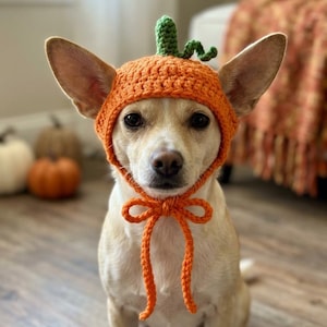 May include: A light tan dog wearing a bright orange crocheted pumpkin hat with a small green stem on top. The hat features a textured stitch pattern and two long orange crocheted ties that are knotted together under the chin of the animal.