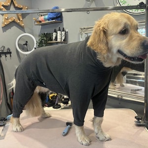 May include: A Golden Retriever wearing a dark gray jumpsuit stands on a grooming table. The dog is in a professional grooming setting, with grooming tools visible. The jumpsuit covers the dog's body, including its legs and torso.
