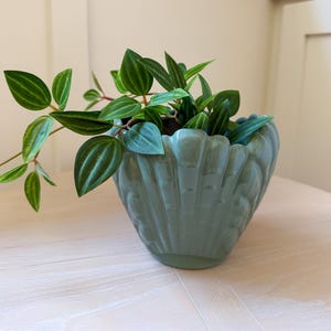 May include: A sage green ceramic planter shaped like a scalloped seashell, containing a trailing plant with pointed, dark green leaves featuring light green longitudinal stripes and reddish stems that spill over the edge of the container.