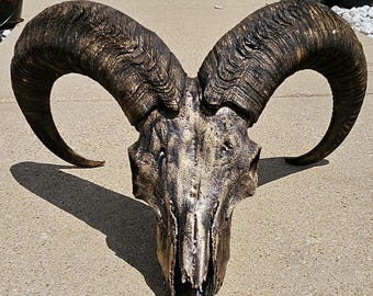 Aoudad "Barbary sheep" real euro skull hand-painted black with antique gold rub finish.