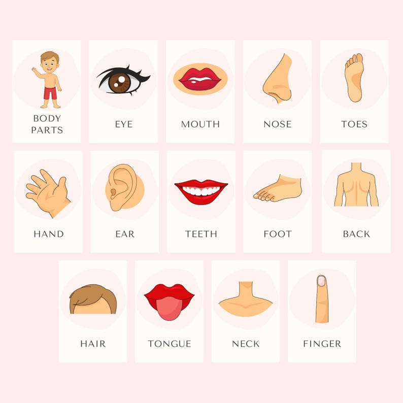 Body Parts Flashcards for Kids | Printable Learning Cards | Educational ...