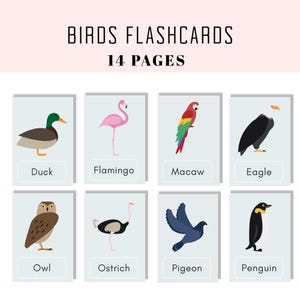 Può includere: Otto schede didattiche illustrate di uccelli con un'anatra, un fenicottero, un'ara, un'aquila, un gufo, uno struzzo, un piccione e un pinguino. Il testo "BIRDS FLASHCARDS" e "14 PAGES" è in alto.