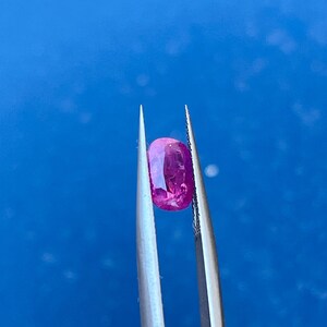 May include: A vibrant, oval-shaped, pink gemstone is held by a pair of silver tweezers against a bright blue background. The gem has a polished surface, reflecting light. This image showcases a precious stone, likely for jewelry.