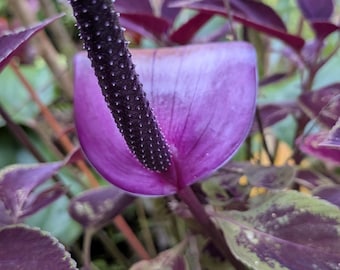 Deep Dark Purple Anthurium Live Plant