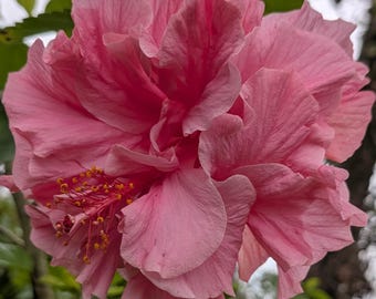 PINK Double Bloom Hibiscus Tropical Live Plant Start Cutting From Mother Plant Pictured Fast Growing Many Blooms