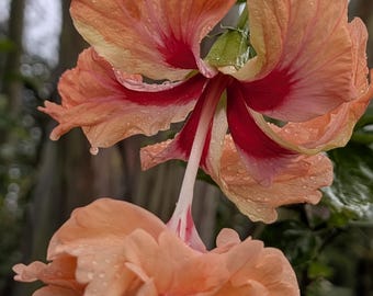 Hibiscus Start Peach Pit Extended Double Bloom Cutting Tropical Exotic