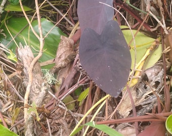 Black Beauty Kalo live plant Ornamental Variety
