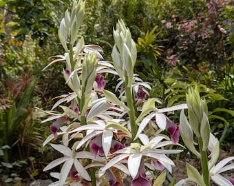 Fragrant Tropical Iris Orchids Hawaii