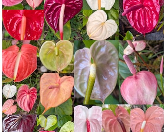 Hybrid Tropical Hawaiian Flowering Anthurium Bundle of Mixed Live Plants