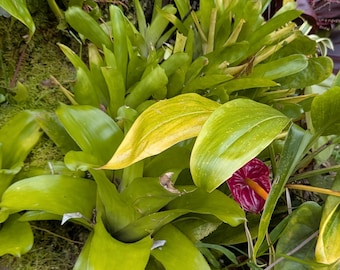 Supersonic Bromeliads Hawaii Wild Hybrid Air Plants