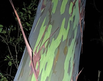 Rainbow Eucalyptus Bark