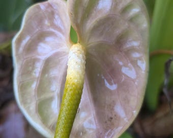Magical Midori Hybrid Anthuriums Jokers Suit Mint Pink Luminescent Green Shimmer Live Bare Root Plant